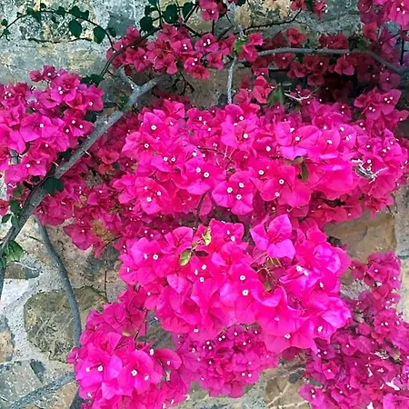 Ludonicco Bed & Breakfast 3*
